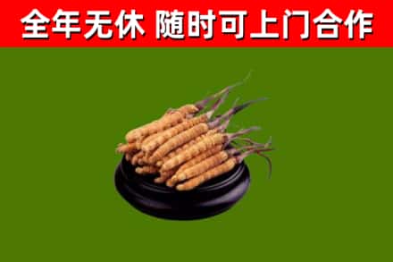 铜川回收冬虫夏草
