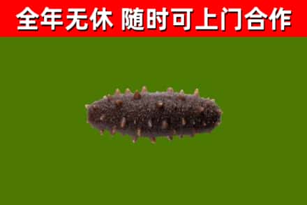 铜川烟酒回收干海参.jpg
